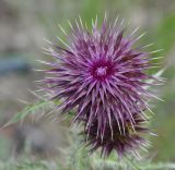 Carduus subspecies scabrisquamus