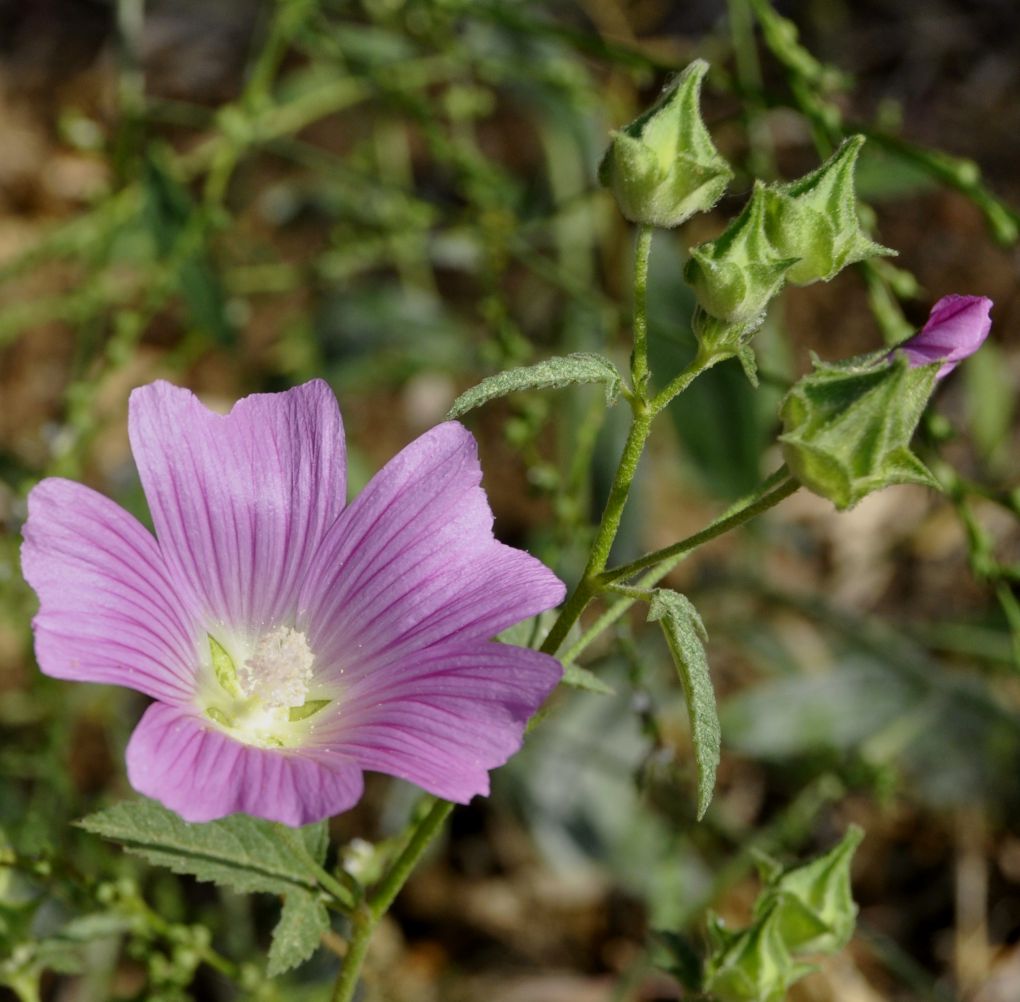 Изображение особи Malva punctata.