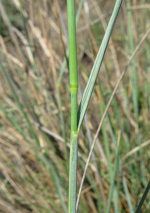 Image of Elytrigia obtusiflora specimen.