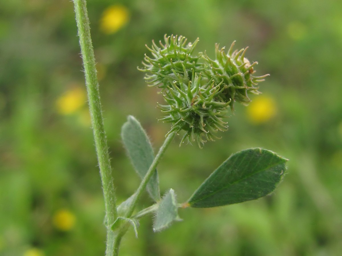 Изображение особи Medicago minima.