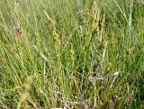 Carex viridula. Плодоносящее растение. Эстония, Matsalu National Park, урочище Haeska, заболоченный приморский луг. 20.06.2013.