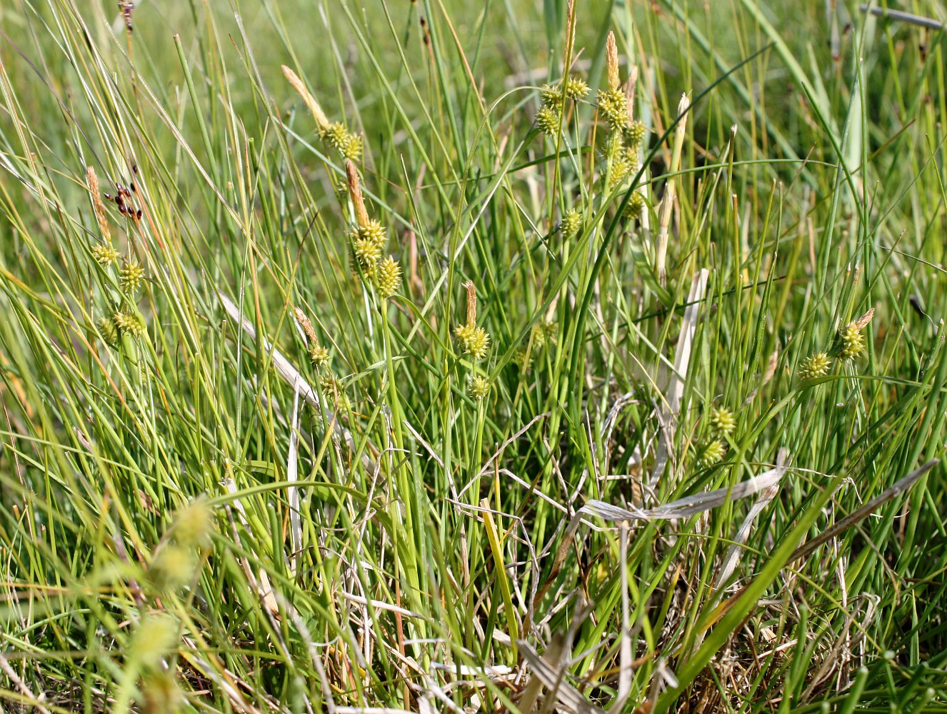 Image of Carex viridula specimen.