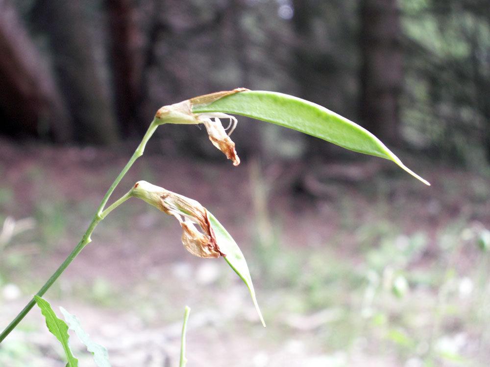 Image of Lathyrus gmelinii specimen.