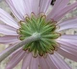 Chrysanthemum zawadskii. Соцветие (вид со стороны обёртки). Архангельская обл., Холмогорский р-н, окр. пос. Усть-Пинега, обрыв р. Пинега, на обнажении горной породы. 15.07.2013.