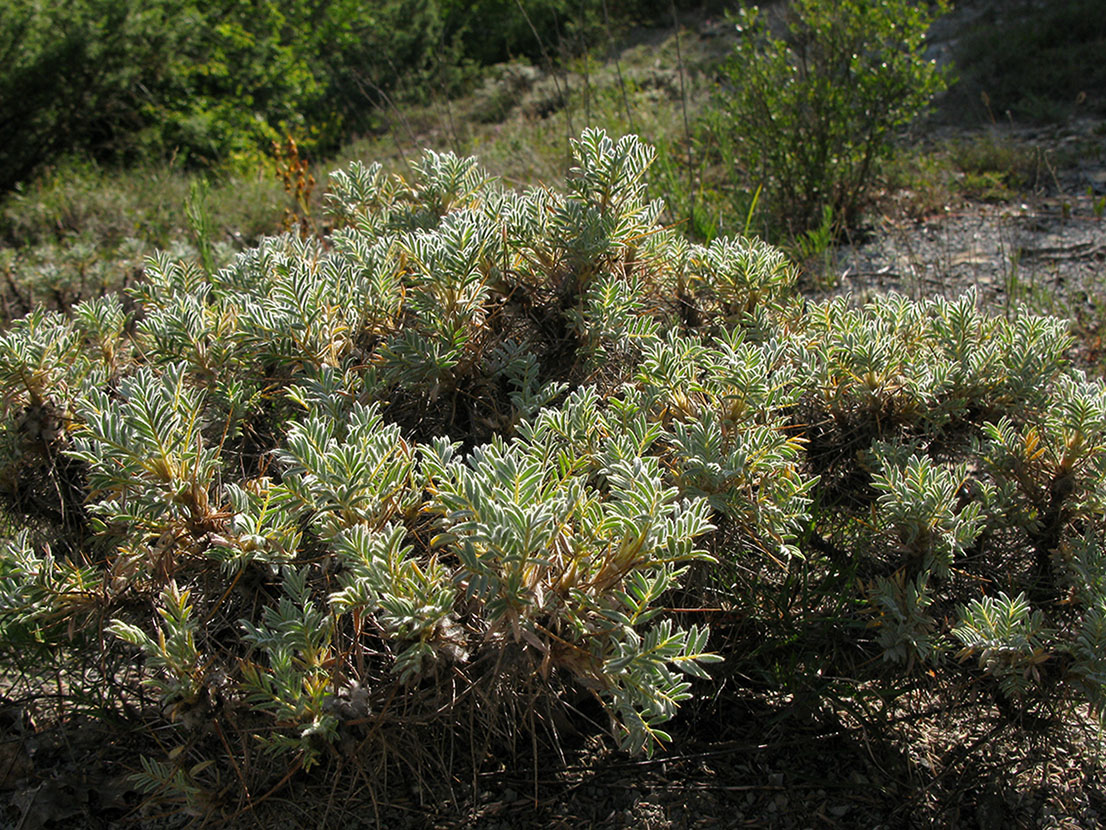 Изображение особи Astragalus arnacanthoides.