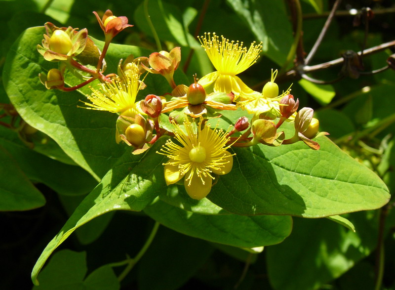 Image of Hypericum androsaemum specimen.
