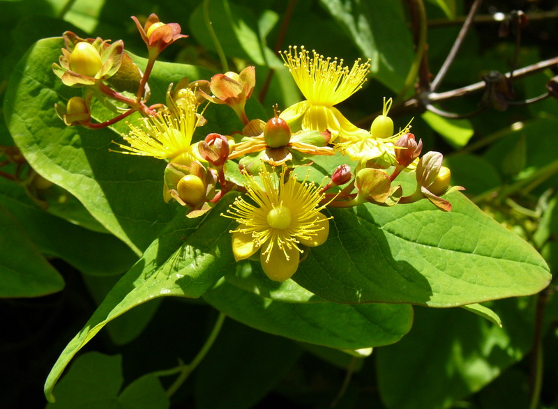 Изображение особи Hypericum androsaemum.