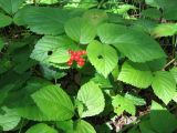 Rubus saxatilis