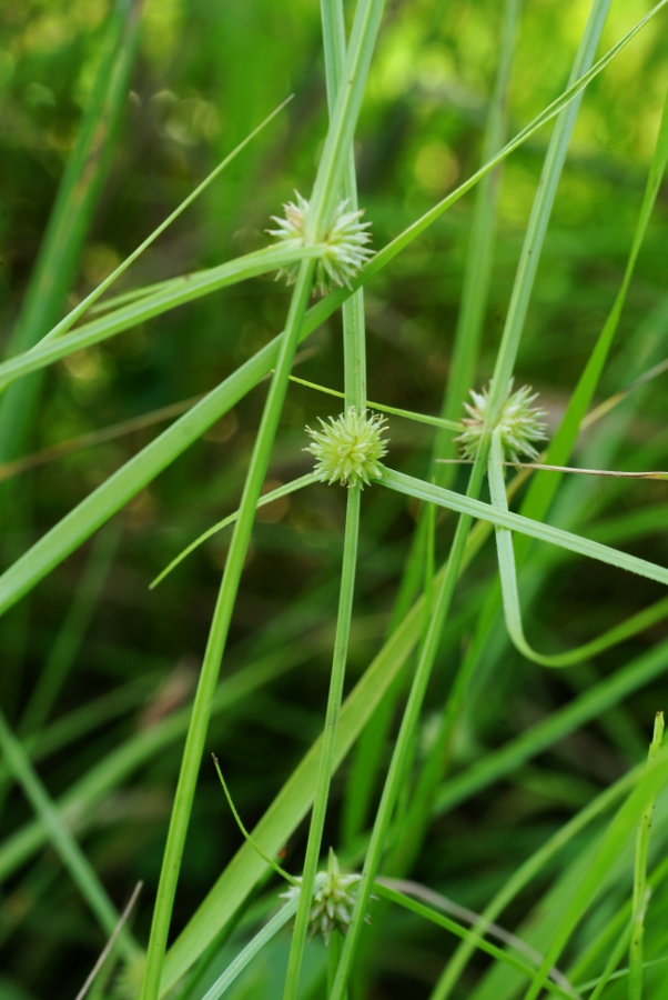 Image of Kyllinga gracillima specimen.