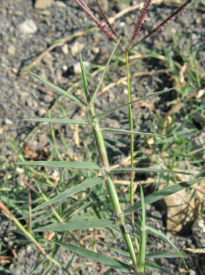 Image of Cynodon dactylon specimen.