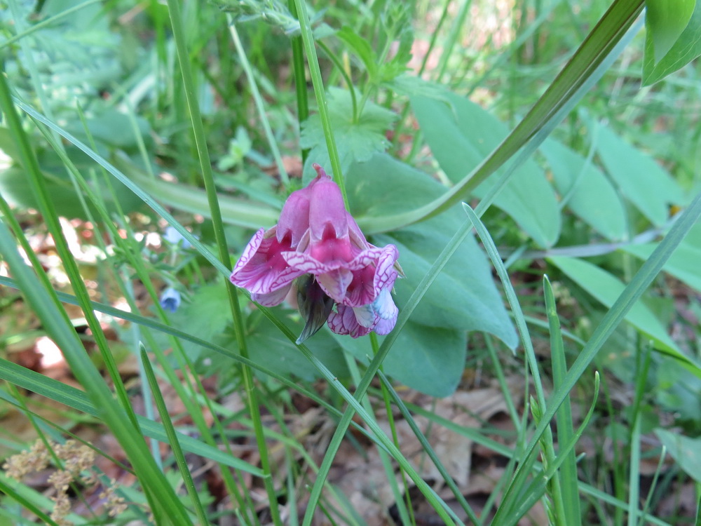 Изображение особи Lathyrus pisiformis.