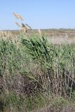 Phragmites altissimus. Сухие побеги с соплодиями и молодые побеги. Южный Казахстан, восточная граница пустыни Кызылкум. 06.05.2013.