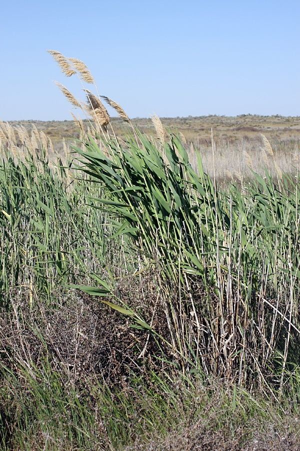 Изображение особи Phragmites altissimus.