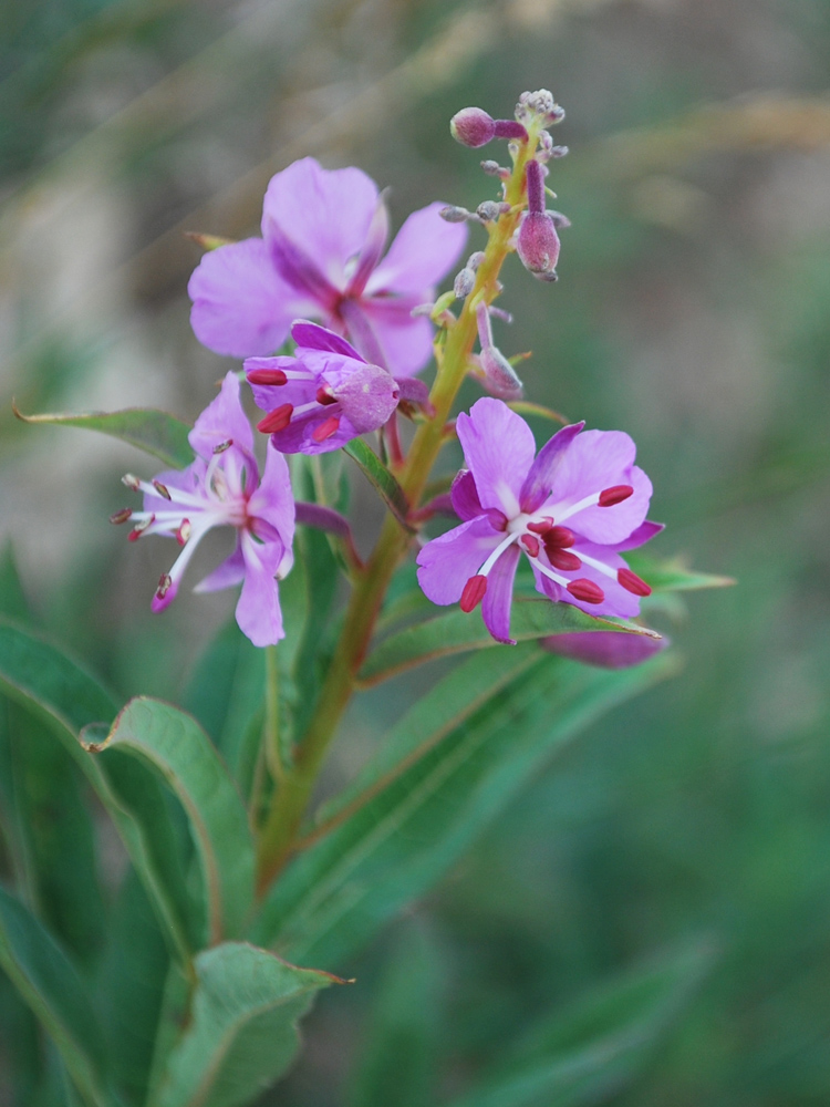 Изображение особи Chamaenerion angustifolium.