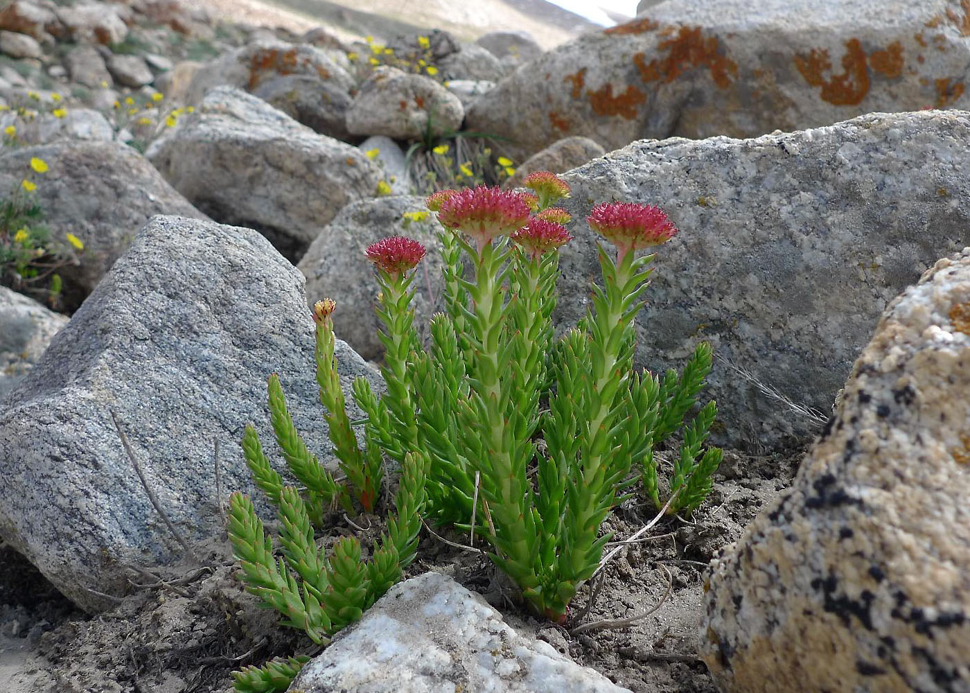 Изображение особи Rhodiola pamiroalaica.