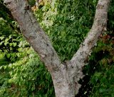 Betula albosinensis