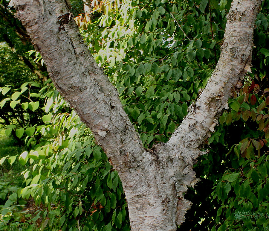 Image of Betula albosinensis specimen.