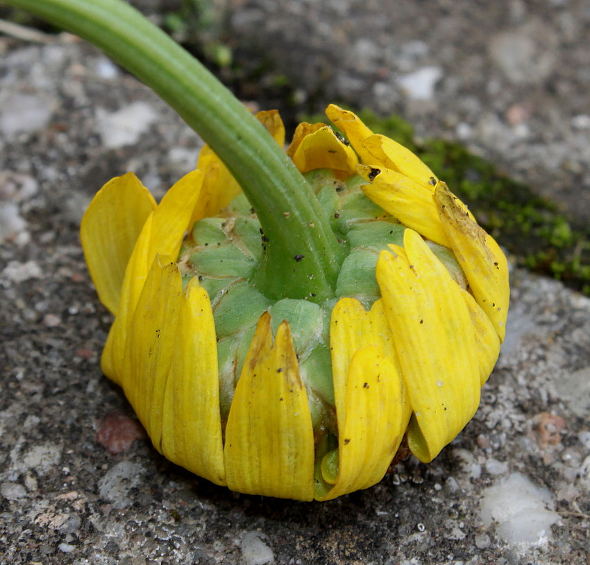 Image of Glebionis segetum specimen.