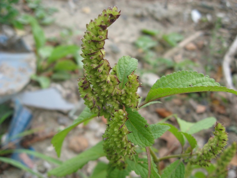 Изображение особи Elsholtzia ciliata.