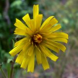 Hieracium umbellatum