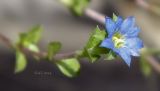 Gentiana squarrosa