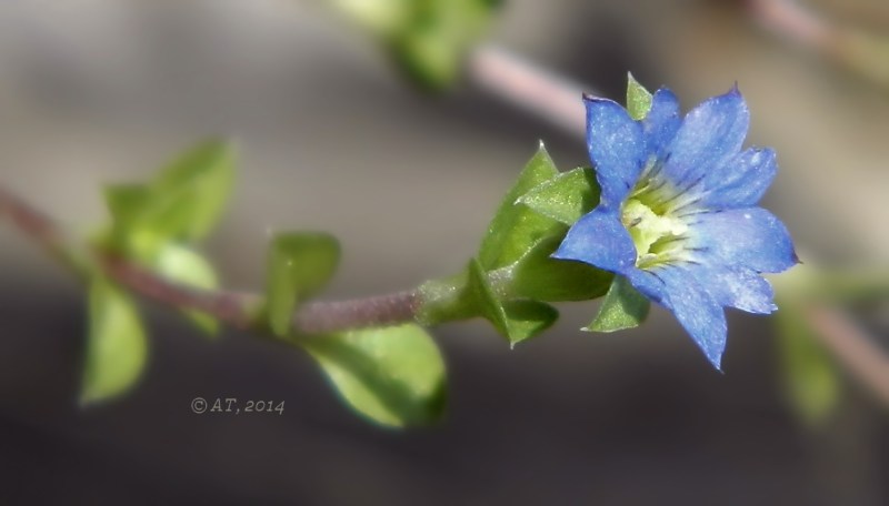 Изображение особи Gentiana squarrosa.