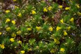 Ajuga chia. Верхушки побегов с соцветиями. Севастополь, Караньское плато, в петрофитной степи. 05.05.2013.