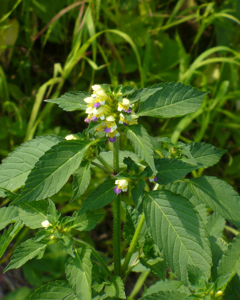 Image of Galeopsis speciosa specimen.