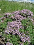 Thymus bashkiriensis. Цветущие растения на земляном бугре. Пермский край, Кунгурский р-н, окр. с. Филипповка, северная часть Кунгурской лесостепи, гора Ледяная, южный склон. 14.06.2013.