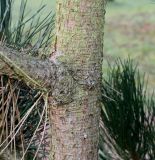 род Pinus. Средняя часть ствола. Германия, г. Дюссельдорф, Ботанический сад университета. 02.03.2014.