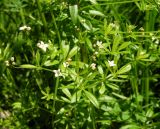 Galium davuricum. Часть цветущего растения. Хабаровский край, Ванинский р-н, окр. пос. Высокогорный. 27.06.2013.