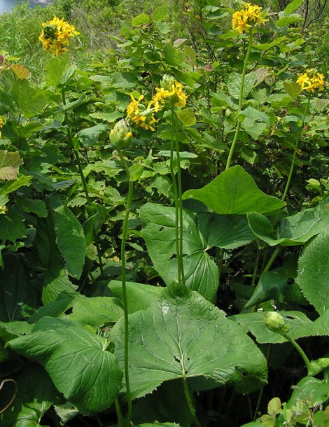 Изображение особи Ligularia splendens.