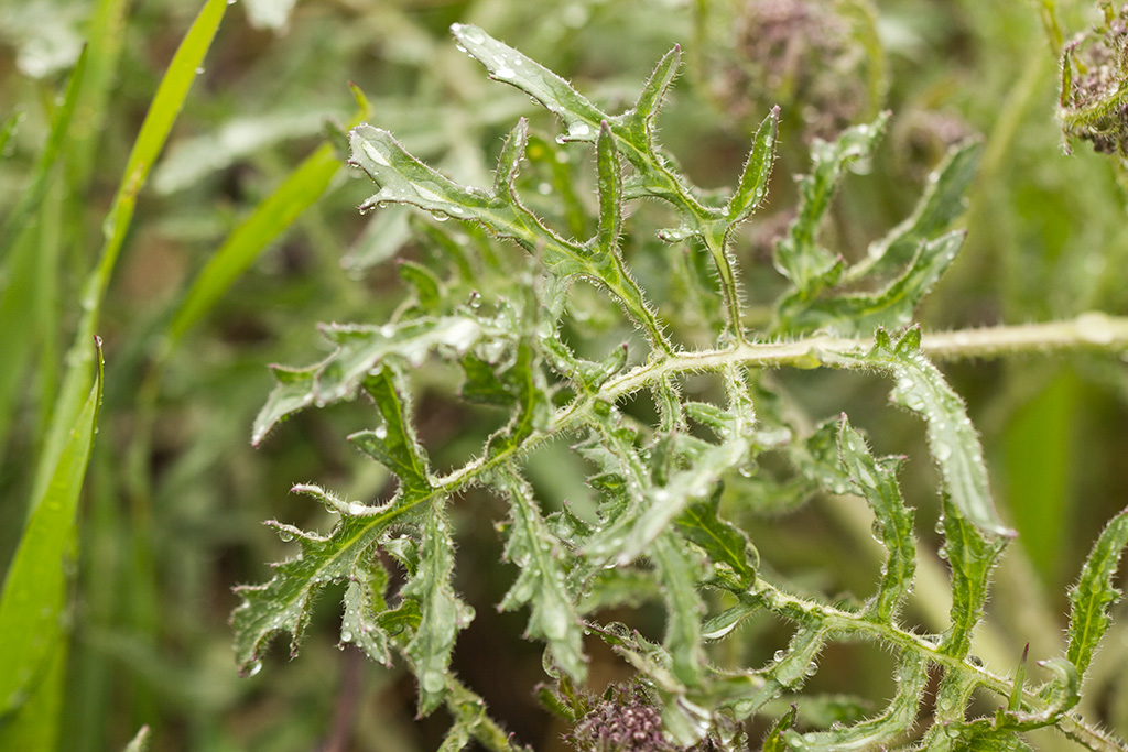 Image of Crambe aspera specimen.