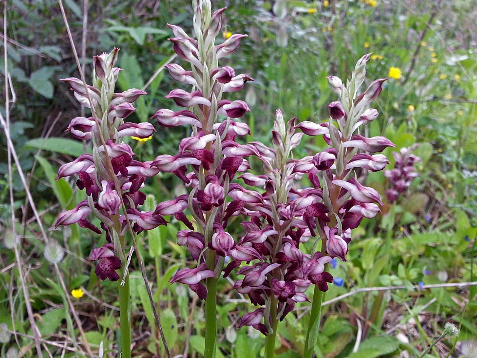 Image of Anacamptis coriophora ssp. fragrans specimen.