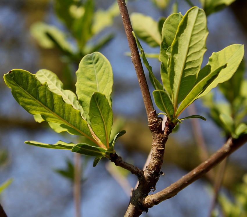 Изображение особи Exochorda racemosa.