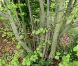 Parrotiopsis jacquemontiana. Нижняя часть многоствольного растения. Германия, г. Дюссельдорф, Ботанический сад университета. 28.04.2014.