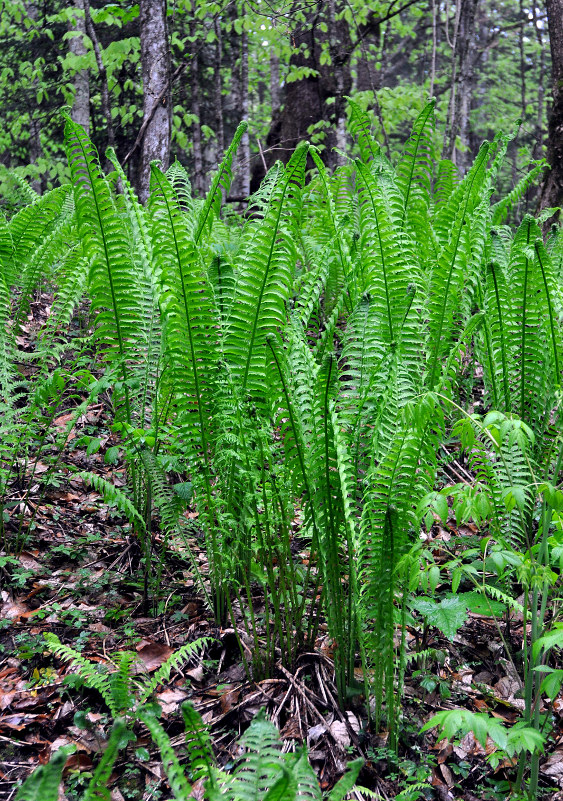 Image of Matteuccia struthiopteris specimen.