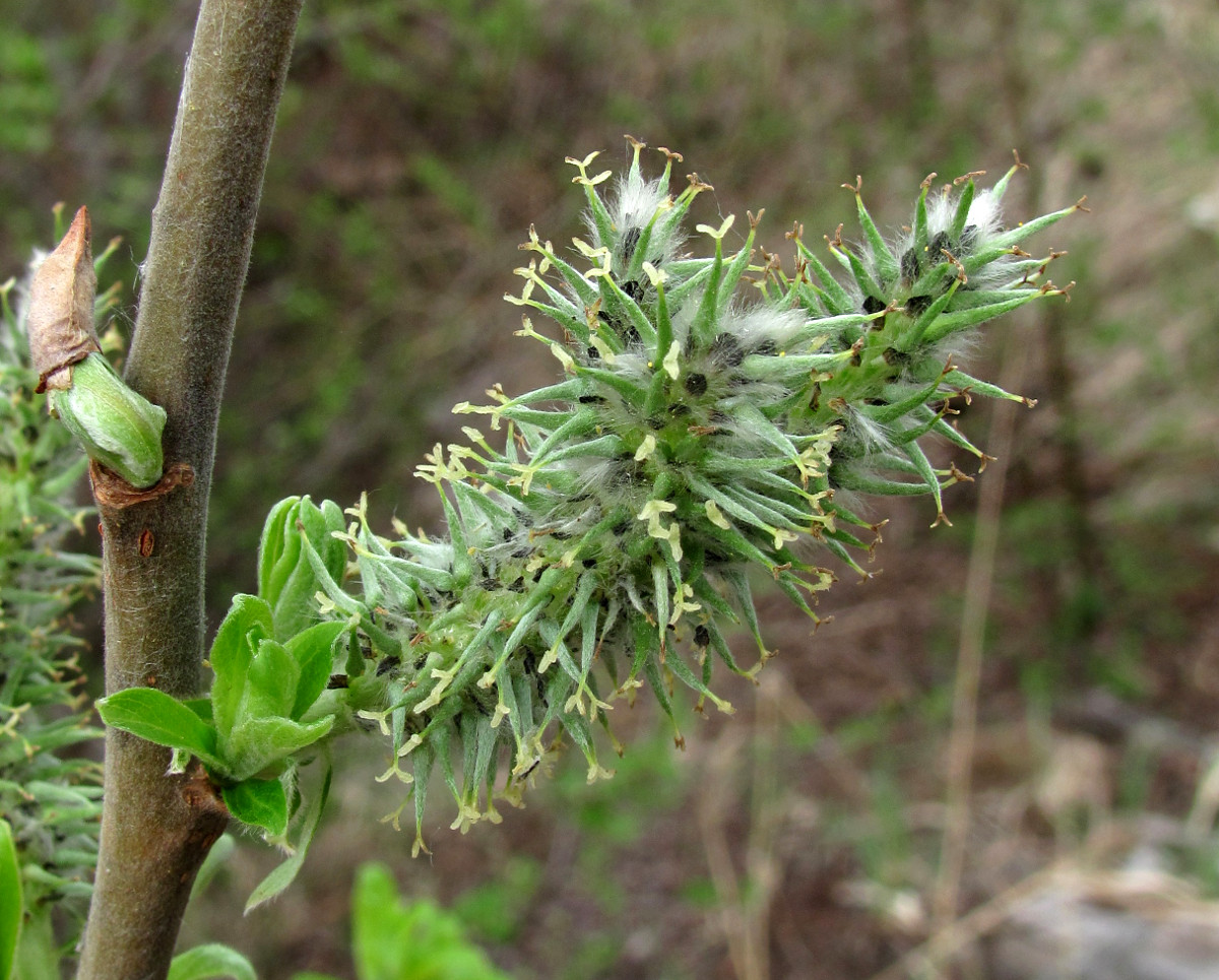 Image of Salix cinerea specimen.
