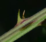Rubus canescens