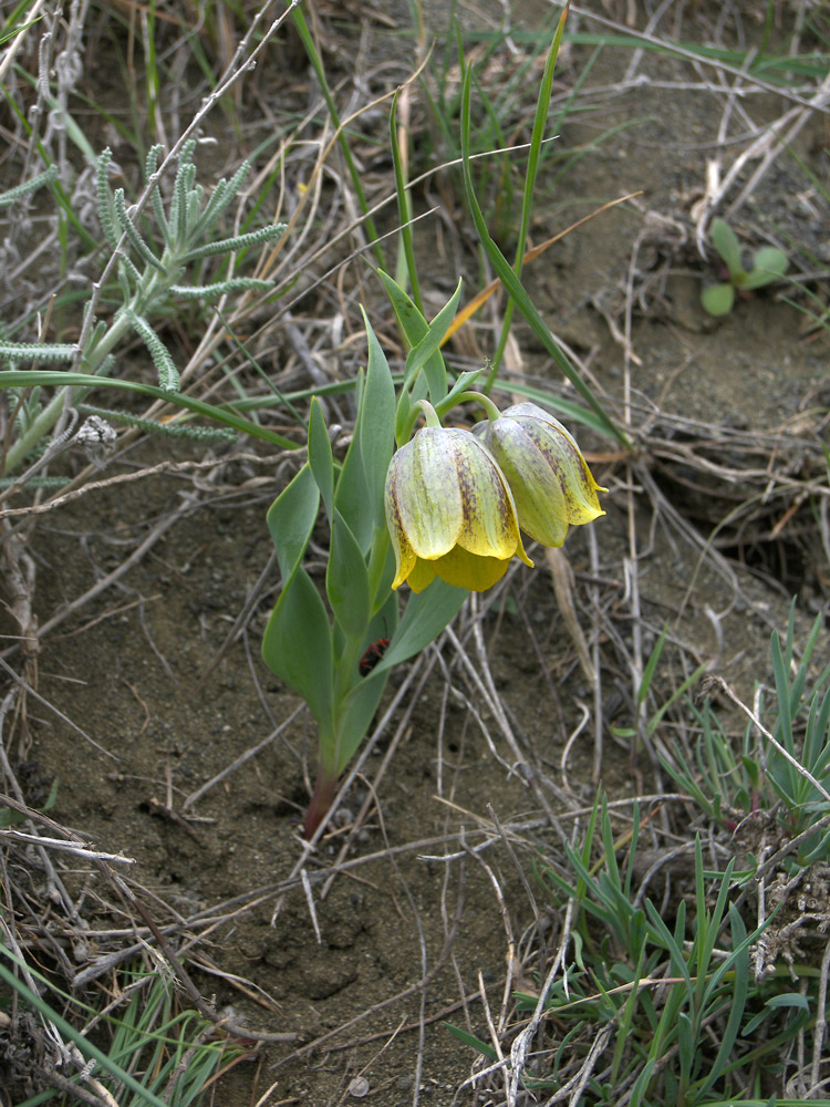 Изображение особи Fritillaria kurdica.