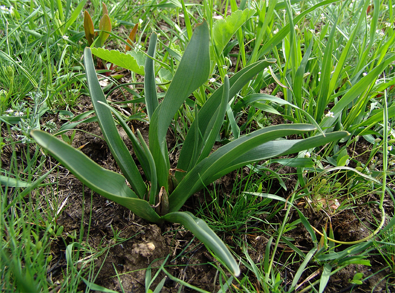 Изображение особи Colchicum laetum.