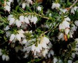 Erica × darleyensis. Цветущая ветвь ('White Perfection'). Германия, г. Дюссельдорф, Ботанический сад университета. 04.05.2014.