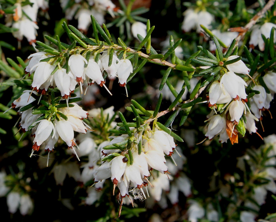 Изображение особи Erica &times; darleyensis.