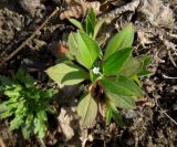 Myosotis sparsiflora. Верхушка цветущего растения. Московская обл., ж.-д. станция Люберцы-2, обочина ж.-д. насыпи. 29.04.2014.