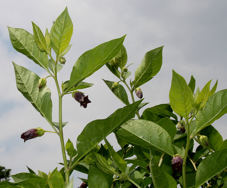 Image of Atropa bella-donna specimen.