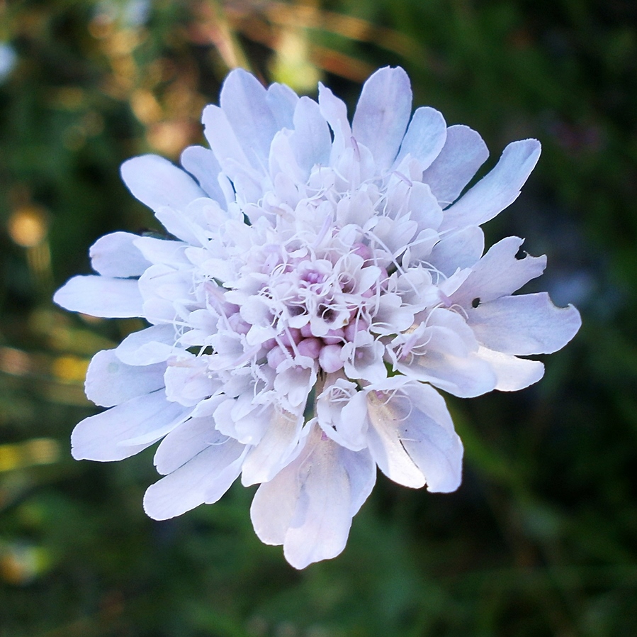 Изображение особи Scabiosa columbaria.