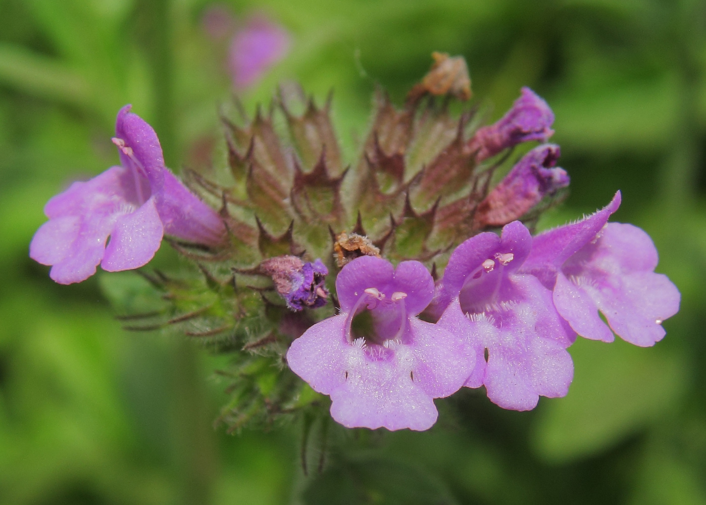 Image of Clinopodium vulgare specimen.