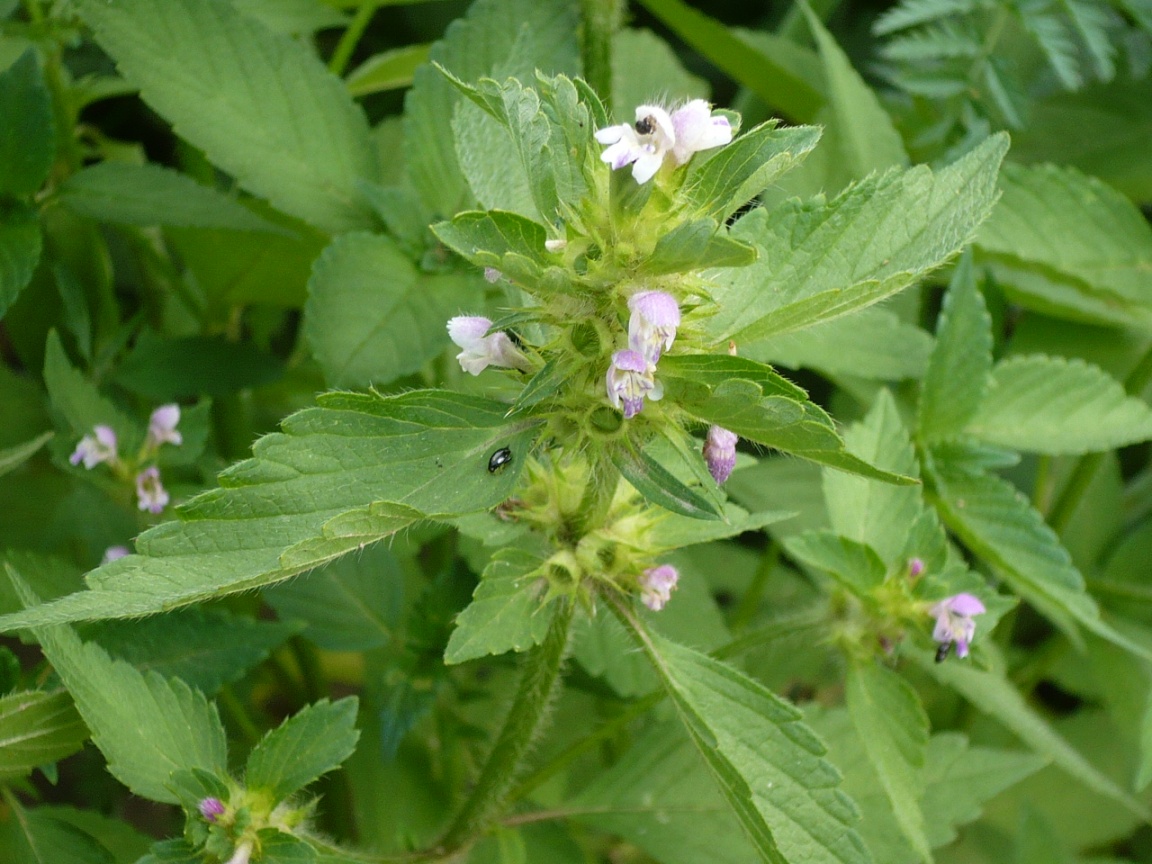 Image of Galeopsis bifida specimen.