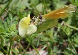 Vicia hybrida. Цветок с кормящейся бабочкой Gonepteryx cleopatra. Греция, п-ов Пелопоннес, окр. г. Катаколо. 22.04.2014.