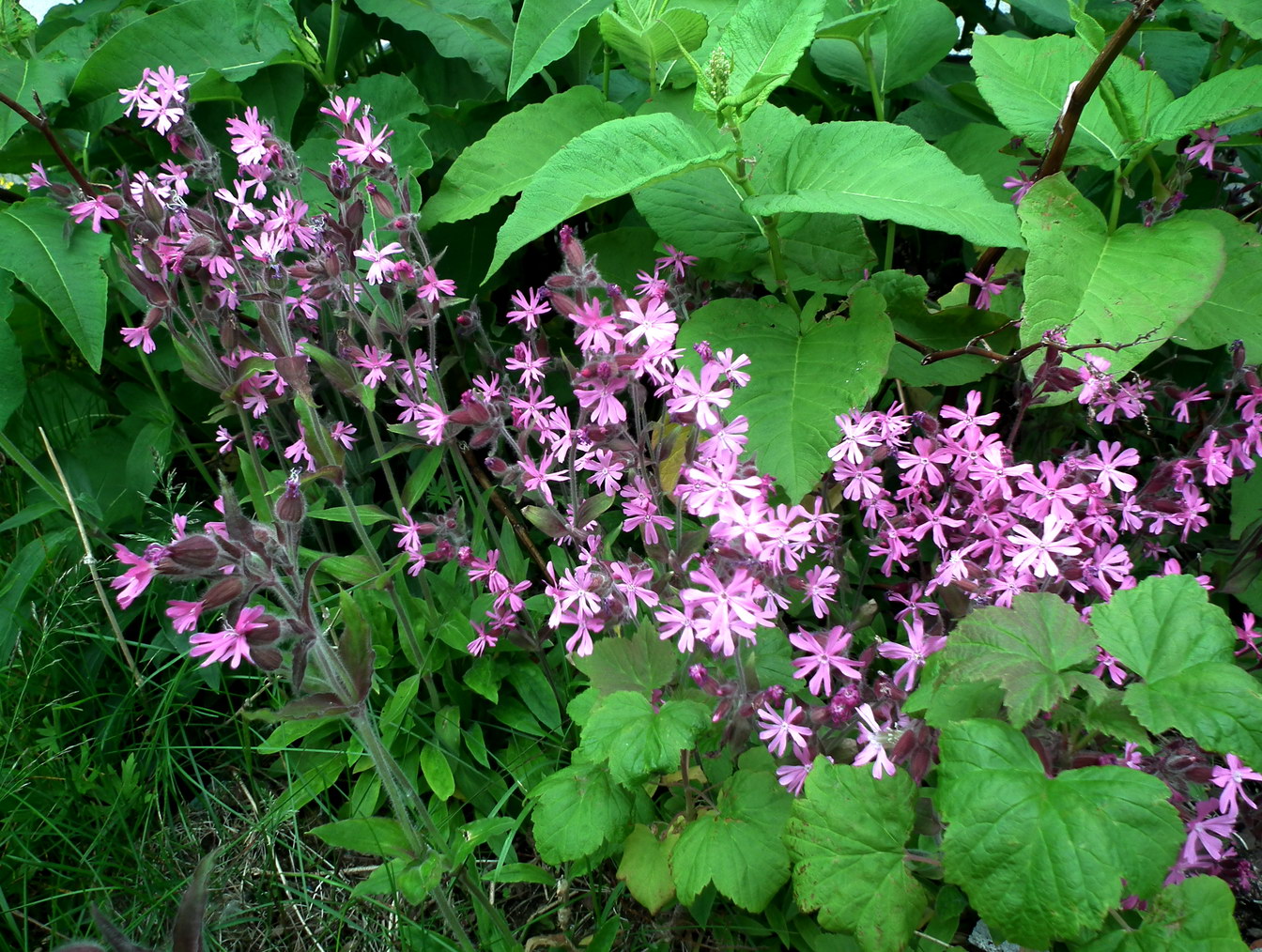 Image of Melandrium lapponicum specimen.